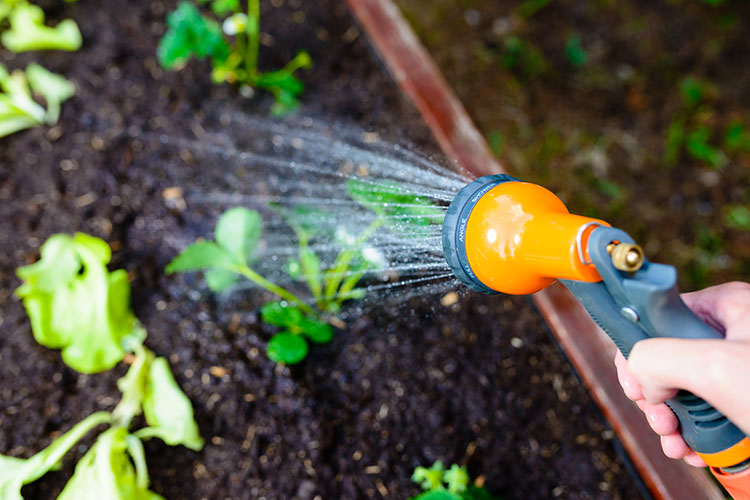 Someone spraying plants with a garden hose